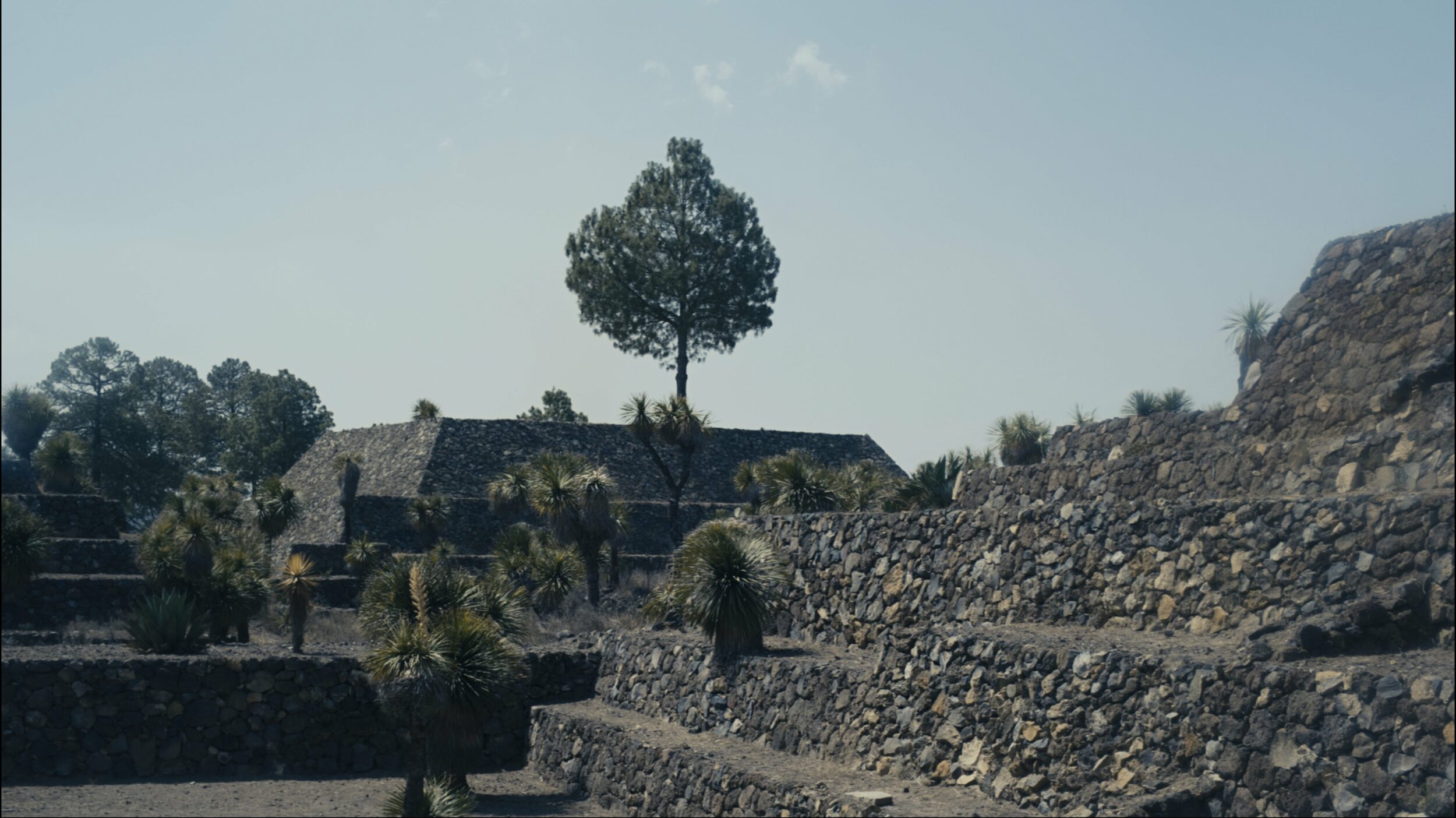 Amoxtli - Vir Andres Hera