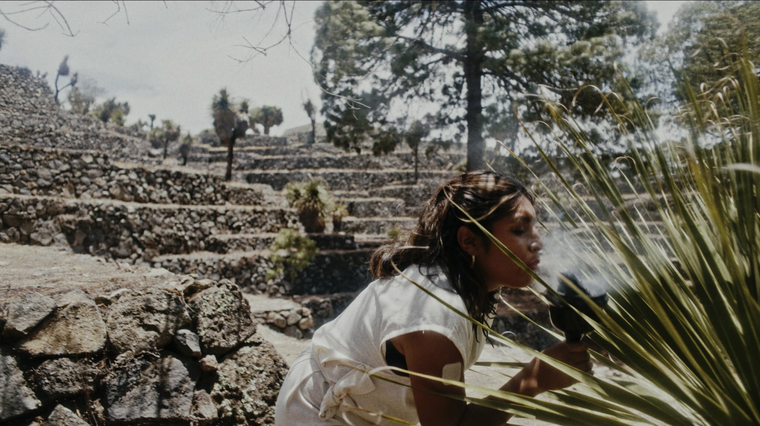 Amoxtli - Vir Andres Hera