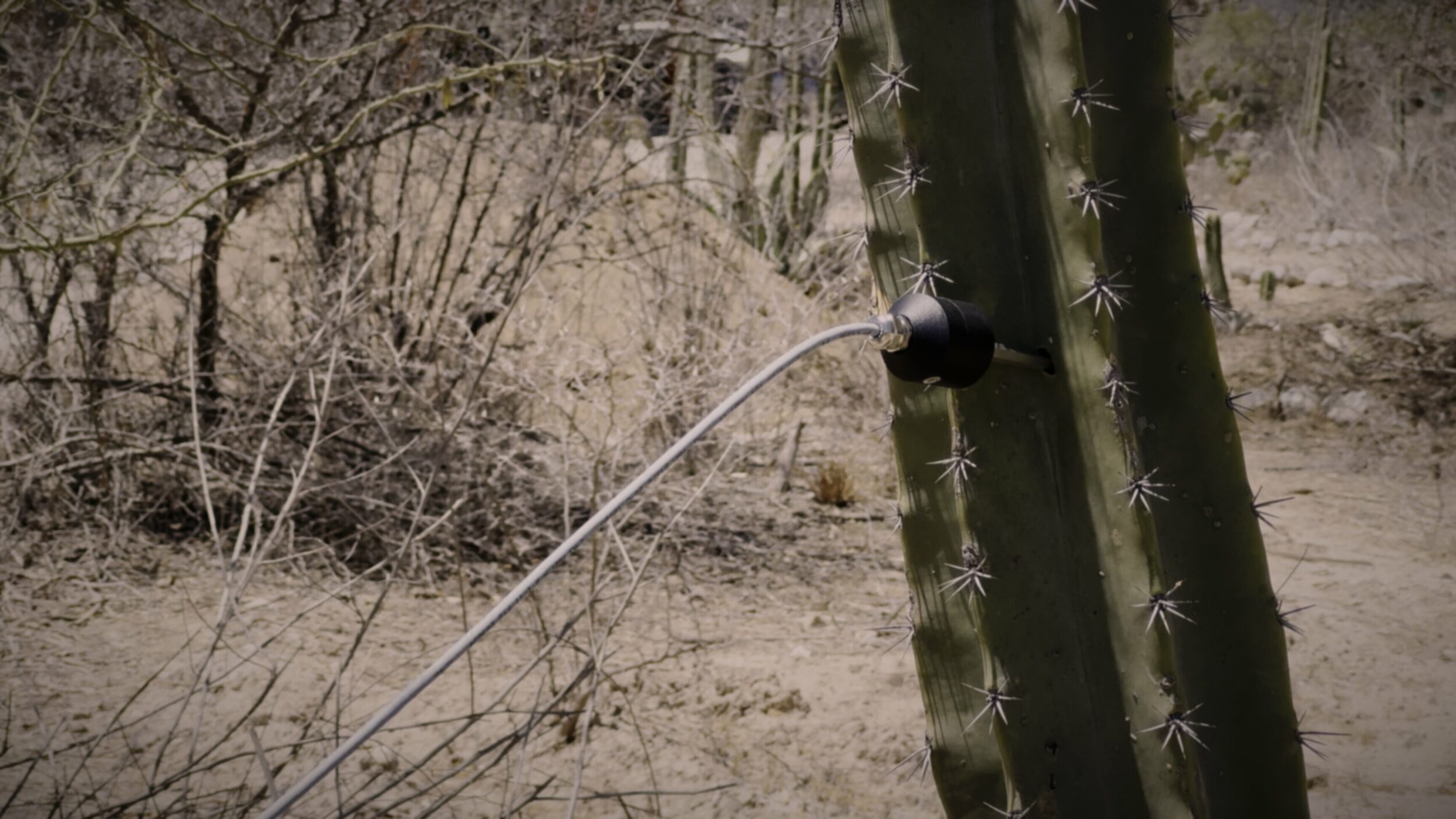 Amoxtli - Vir Andres Hera