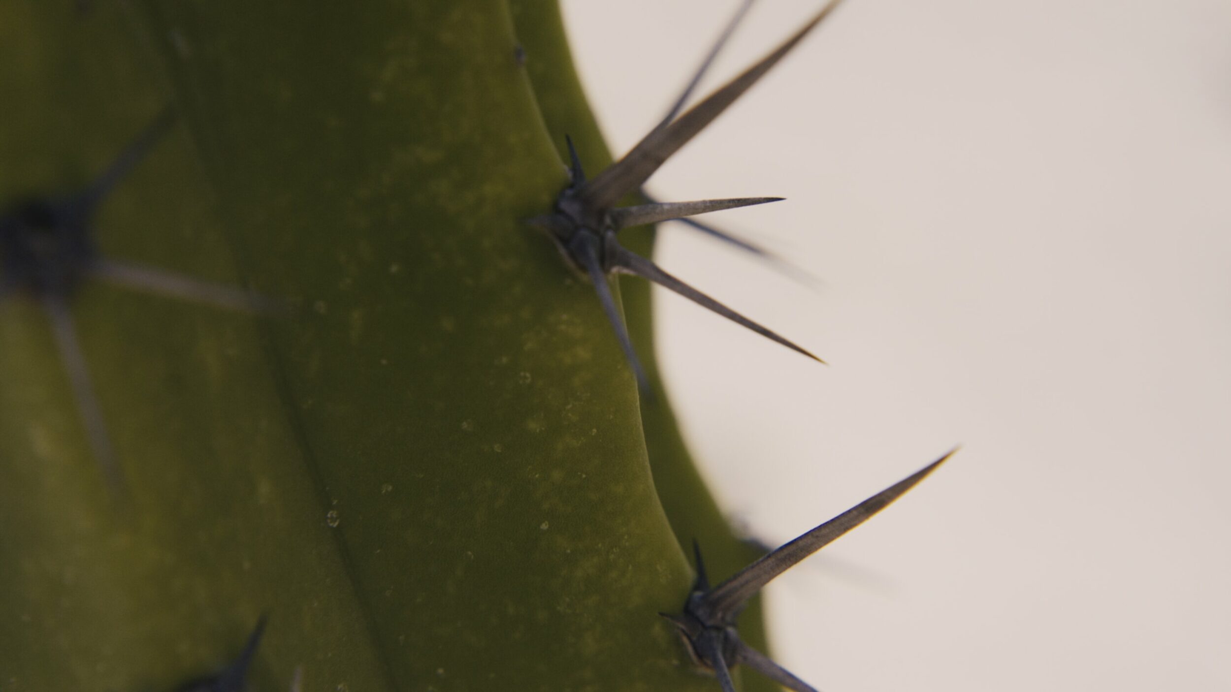 Amoxtli - Vir Andres Hera