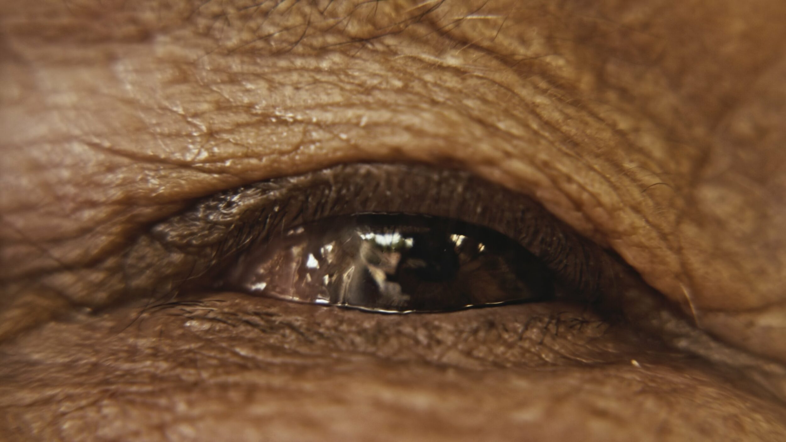 Amoxtli - Vir Andres Hera