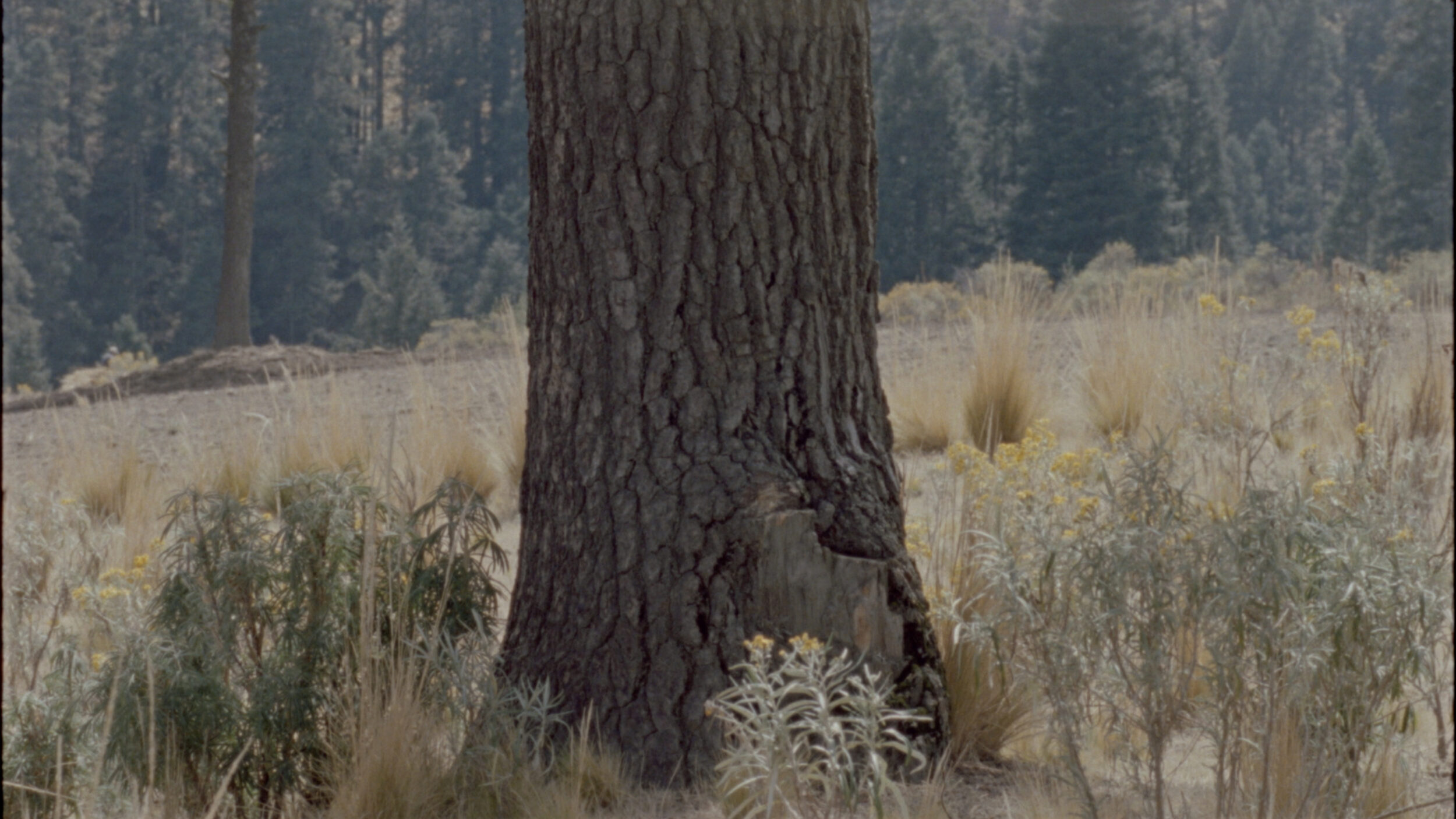 A Queer Garden - Vir Andres Hera