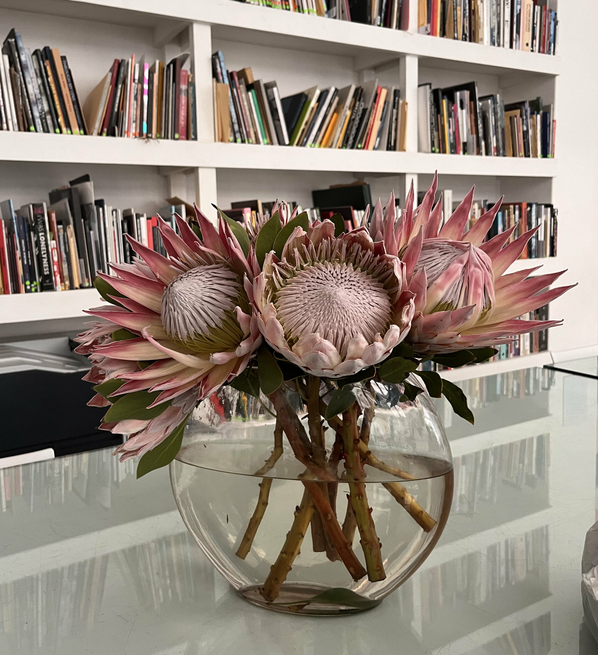 Los Coyotes Entraron en su Siglo - Vir Andres Hera