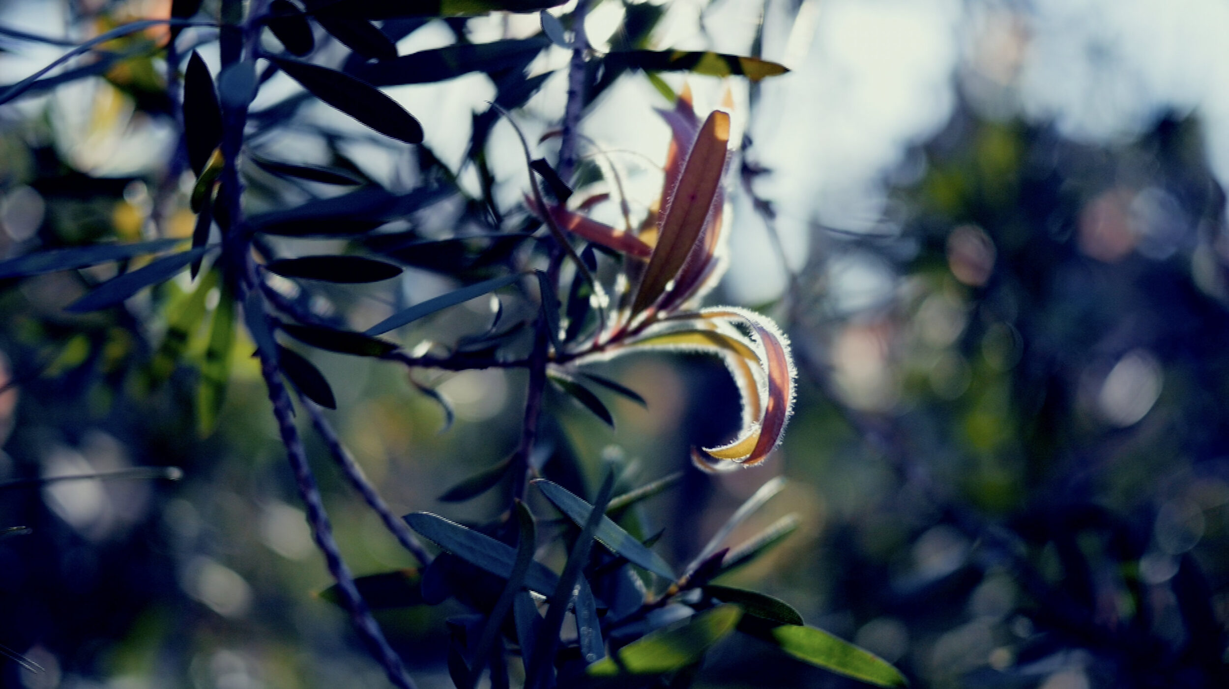 Souvenirs d’Occident - Vir Andres Hera